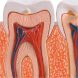  TEETH & GUMS (ЗУБИ І ЯСНА), Від 7 років, Наукові ігри