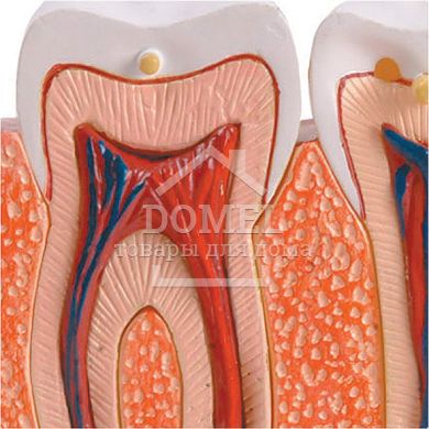  TEETH & GUMS (ЗУБИ І ЯСНА), Від 7 років, Наукові ігри