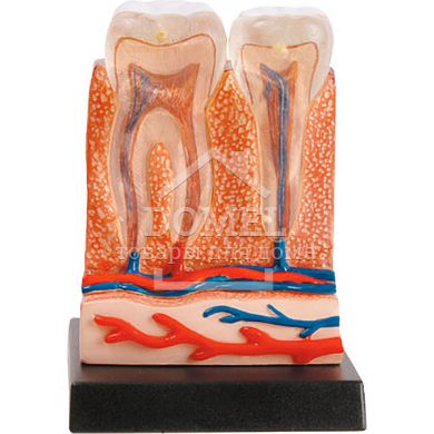  TEETH & GUMS (ЗУБИ І ЯСНА), Від 7 років, Наукові ігри