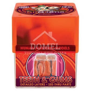  TEETH & GUMS (ЗУБИ І ЯСНА), Від 7 років, Наукові ігри
