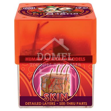 SKIN (шкіра), Від 7 років, Наукові ігри