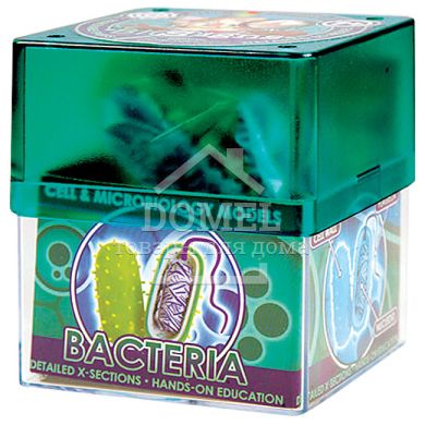 BACTERIA (БАКТEРІЯ), Від 8 років, Наукові ігри