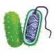 BACTERIA (БАКТEРІЯ), Від 8 років, Наукові ігри