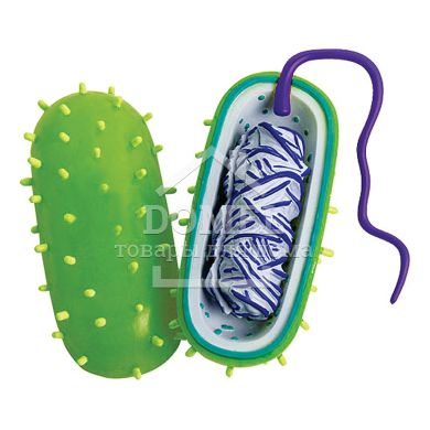 BACTERIA (БАКТEРІЯ), Від 8 років, Наукові ігри