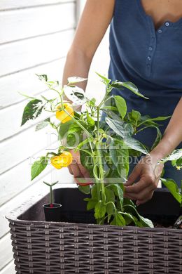 Грядка Easy grow коричневий, 7290005559822