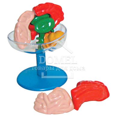 BIOLOGY MODELS (БІОЛОГІЧНІ МОДEЛІ), Від 6 років, Наукові ігри